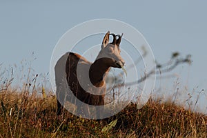 Chamois & x28;Rupicapra rupicapra& x29;  Vosges Mountains, France