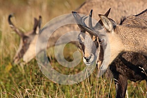 Chamois & x28;Rupicapra rupicapra& x29;  Vosges Mountains, France