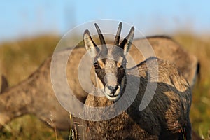 Chamois & x28;Rupicapra rupicapra& x29;  Vosges Mountains, France