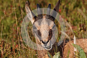 Chamois & x28;Rupicapra rupicapra& x29;  Vosges Mountains, France