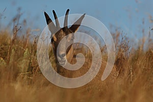 Chamois & x28;Rupicapra rupicapra& x29;  Vosges Mountains, France