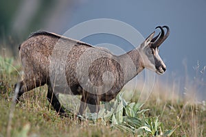 Chamois & x28;Rupicapra rupicapra& x29;  Vosges Mountains, France