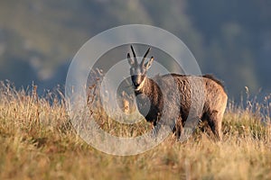 Chamois & x28;Rupicapra rupicapra& x29;  Vosges Mountains, France