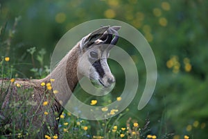 Chamois (Rupicapra rupicapra) Vosges Mountains, France