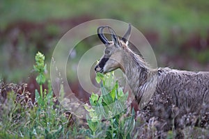 Chamois (Rupicapra rupicapra) Vosges Mountains, France