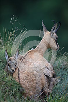 Chamois (Rupicapra rupicapra) Vosges Mountains, France