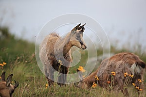 Chamois (Rupicapra rupicapra) Vosges Mountains, France