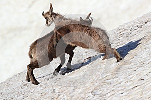 Chamois (Rupicapra rupicapra)  Vosges Mountains, France