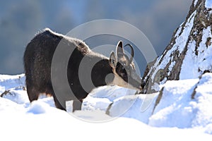 Chamois & x28;Rupicapra rupicapra& x29;, winter Vosges Mountains, France