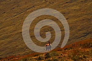 Chamois, Rupicapra rupicapra tatranica, rocky hill, stone in background, Nizke Tatry NP, Slovakia. Wildlife scene with horn animal photo