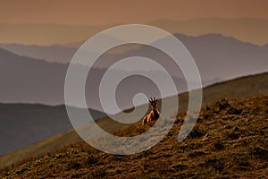 Chamois, Rupicapra rupicapra tatranica, rocky hill, stone in background, Nizke Tatry NP, Slovakia. Wildlife scene with horn animal photo
