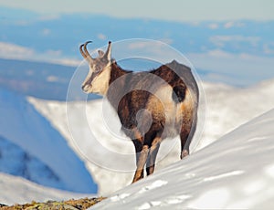 Chamois - rupicapra, Tatras