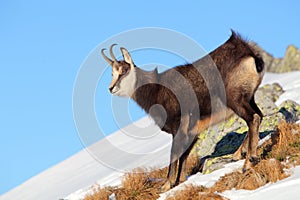 Chamois - rupicapra, Tatras