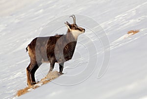 Chamois - rupicapra, Tatras