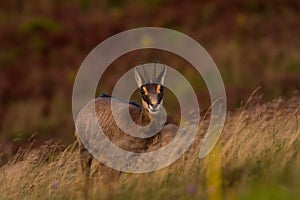 Chamois walking in the mountains