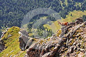 Chamois in Slovak mountains High Tatras