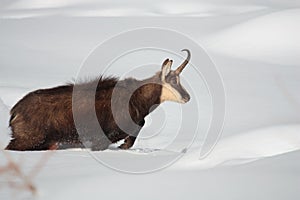 Chamois on the snow