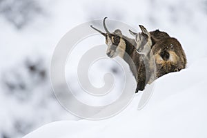 Chamois in the snow of the alps