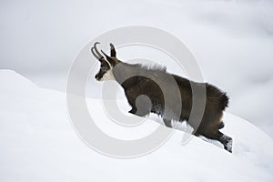 Chamois in the snow of the alps