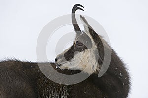 Chamois in the snow of the alps