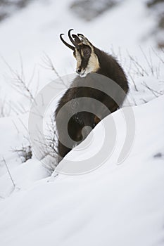 Chamois in the snow of the alps