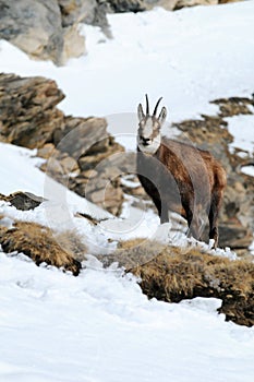 Chamois on snowy mountain photo