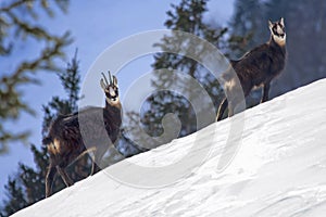 Chamois on a snowy slope