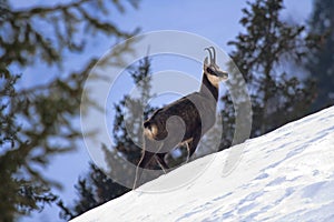 Chamois on a snowy slope