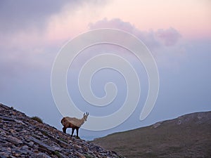 Chamois standing on rocks with mountain view