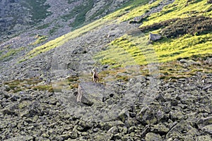 Kamzík stojící na kameni, Vysoké Tatry