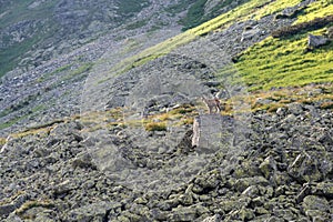 Chamois standing on a stone, High Tatras