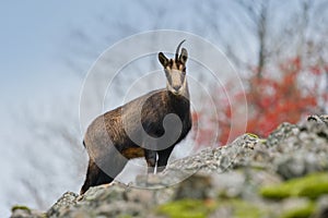 Chamois tanding on the horizon. Rupicapra rupicapra