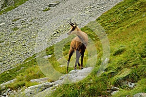 Chamois