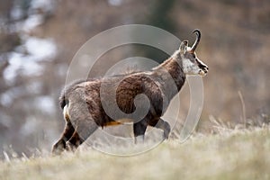 Chamois