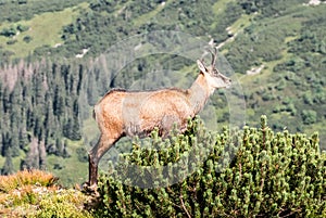 Chamois in Western Tatras mountains