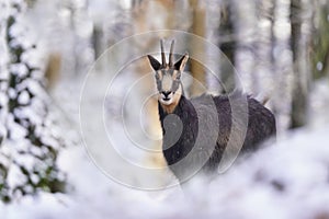 chamois in winter forest. Winter scene with horn animal. Rupicapra rupicapra.