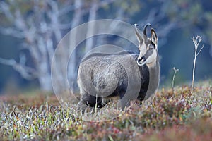 Chamois & x28;Rupicapra rupicapra& x29;  Vosges Mountains, France