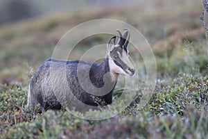 Chamois & x28;Rupicapra rupicapra& x29;  Vosges Mountains, France