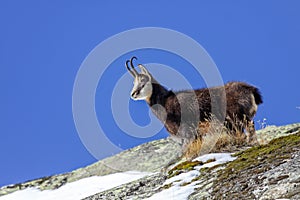 Chamois (Rupicapra rupicapra) in the Alps