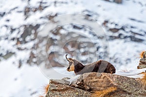 Chamois (Rupicapra rupicapra) in the Alps