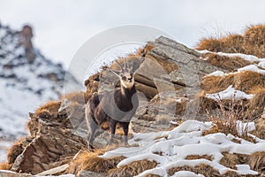 Chamois (Rupicapra rupicapra) in the Alps