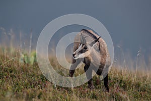 Chamois & x28;Rupicapra rupicapra& x29;  Vosges Mountains, France