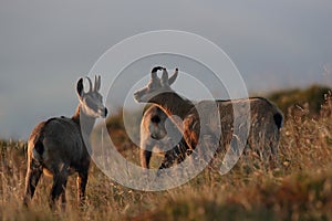 Chamois & x28;Rupicapra rupicapra& x29;  Vosges Mountains, France