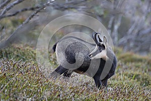 Chamois & x28;Rupicapra rupicapra& x29;  Vosges Mountains, France