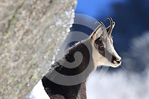 Chamois & x28;Rupicapra rupicapra& x29;, winter Vosges Mountains, France