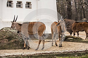 Chamois at zoo in Berlin