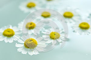 Chamomile