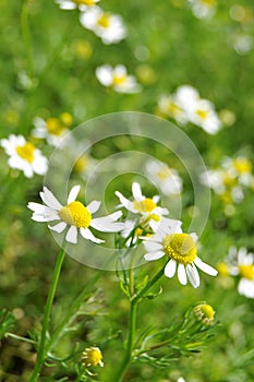 Chamomile