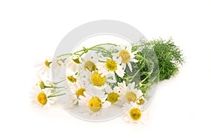 Chamomile photo