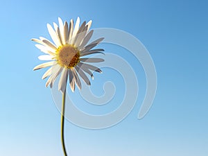 Chamomile against the blue sky. Summer background